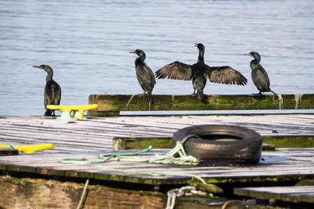 A herd of birds (Cormorant) sitting on a wooden dock during an early winter morning. Picture taken in Hornby Island, British Columbia, Canada.の写真素材