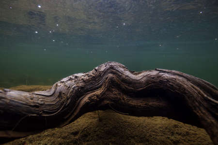 Underwater picture of a tree root below the surface. Taken in Buntzen Lake, Greater Vancouver, BC, Canada.の写真素材
