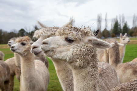 Alpaca in a farm during a cloudy day.