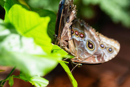 Beautiful macro picture of a couple butterflies, Morpho peleides, copulating together. Place of Origin is Costa Rica.の写真素材