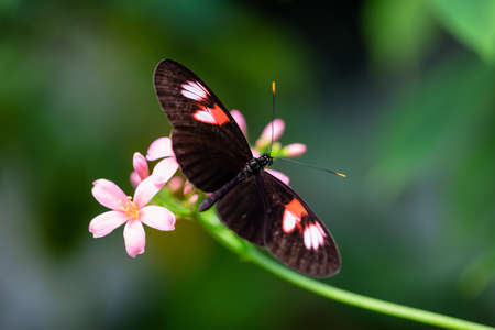 Beautiful macro picture of a black, red and white butterfly sitting on a bright flower.の写真素材