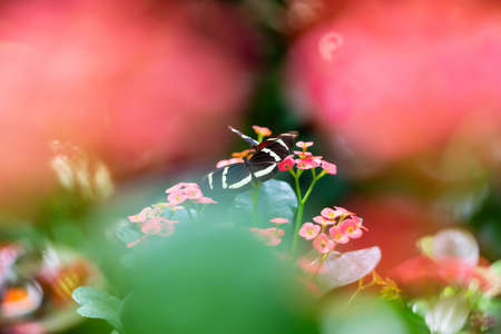 Beautiful macro picture of a black, red and white butterfly sitting on a bright flower.の写真素材