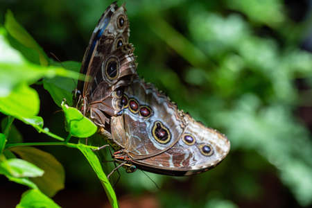 Beautiful macro picture of a couple butterflies, Morpho peleides, copulating together. Place of...