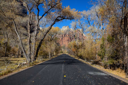 Scenic road in the Canyons during a sunny day in Fall Season. Taken in Zion National Park, Utah, United States.の写真素材