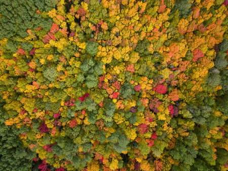 Aerial view from above on the colorful trees during fall season. Taken near Belledune, New Brunswick, Canada.の写真素材