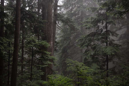 Gloomy dark forest during a foggy day. Taken in Mt Fromme, North Vancouver, British Columbia, Canada.の写真素材