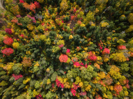 Aerial view from above on the colorful trees during fall season. Taken near Pointe-Ã -la-Croix, Quebec, Canada.の写真素材
