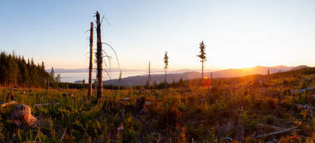 Panoramic Landscape view of the Cut Down Forest on top of the mountain during a vibrant summer...