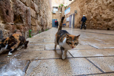 Street cats in the Old City of Akko. Taken in Acre, Israel.