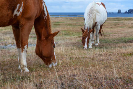 Wild Horse on the Atlantic Ocean Coast during a cloudy evening. Taken in Dungeon Provincial Park, Bonavista, Newfoundland, Canada.の写真素材