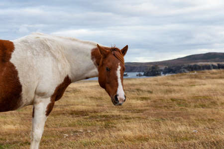 Wild Horse on the Atlantic Ocean Coast during a cloudy evening. Taken in Dungeon Provincial Park, Bonavista, Newfoundland, Canada.の写真素材