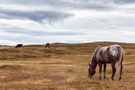 Wild Horse on the Atlantic Ocean Coast during a cloudy evening. Taken in Dungeon Provincial Park, Bonavista, Newfoundland, Canada.の写真素材