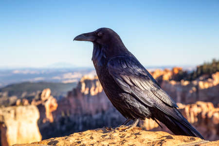 Large Black Common Raven in Bryce Canyon National Park, Utah, United States.