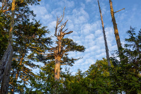 Scenic forest with a beautiful view on the Ocean Coast during a vibrant colorful sunrise. Wild Pacifc Trail, Ucluelet, Vancouver Island, BC, Canada.の写真素材
