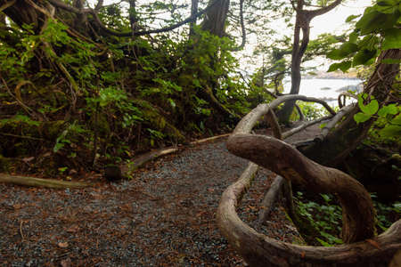 Trail in the forest with a beautiful view on the Ocean Coast during a vibrant colorful sunrise. Wild...