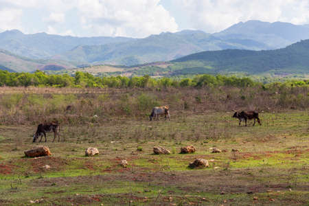 Cattle in a Cuban Farm during a sunny summer day. Taken near Trinidad, Cuba.の写真素材