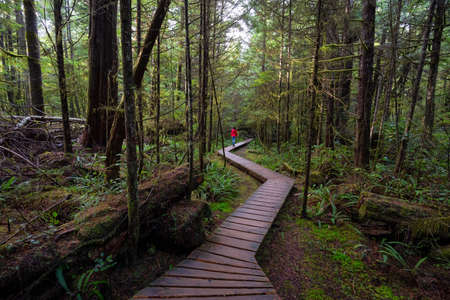 Woman wearing a red coat walking on a wooden path in a wild forest. Taken in Rainforest Trail, near...