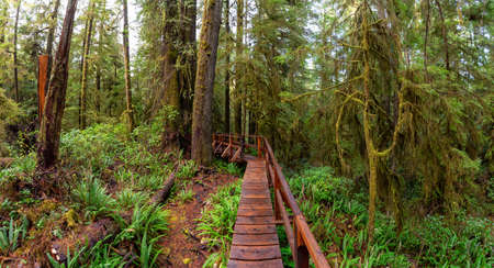 Wooden path in a wild forest during a wet and rainy day. Taken in Rainforest Trail, near Tofino and Ucluelet, Vancouver Island, BC, Canada.の写真素材