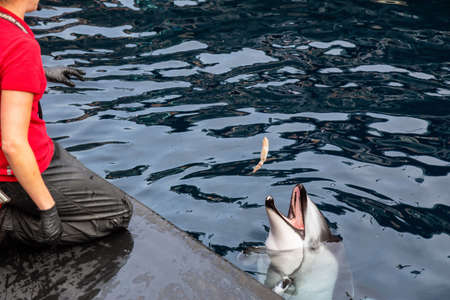 Vancouver, British Columbia, Canada - April 26, 2019: Dolphin with Trainer in Vancouver Aquarium.のeditorial素材