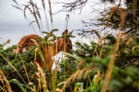 Small Deer in the forest is eating during a rainy summer day. Taken in Cape Kiwanda, Pacific City, Oregon Coast, United States of America.の写真素材