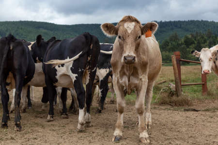 Tillamook County, Oregon, United States. A herd of Cows on a Farm during a cloudy summer day.