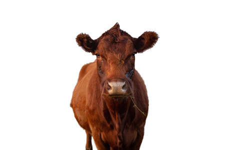 Cow Portrait Isolated on White Backgroundの写真素材