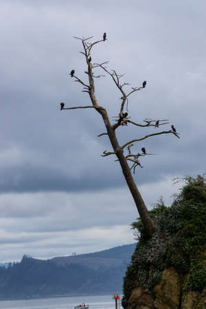 Birds sitting on a tree on the Pacific Ocean Coast during a cloudy summer day. Taken in Oregon, United States of America.の写真素材