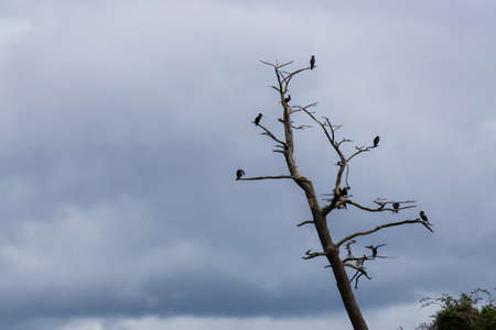 Birds sitting on a tree on the Pacific Ocean Coast during a cloudy summer day. Taken in Oregon, United States of America.の写真素材