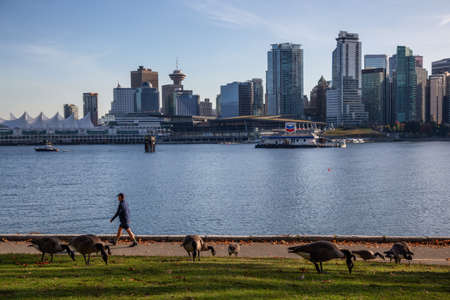 Downtown Vancouver, British Columbia, Canada - October 11, 2019: Beautiful View of Seawall in Stanley Park with modern city in the background during a sunny evening.のeditorial素材