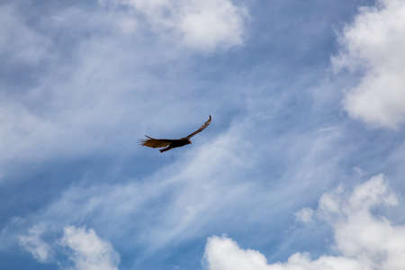 Big Black Turkey Vulture flying with a cloudy blue sky background during a sunny summer day. Taken in Ciego de Avila, Cuba.の写真素材