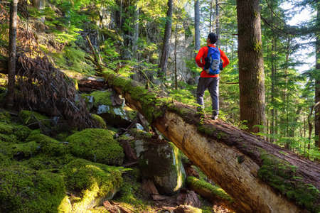 Adventurous Man hiking on a fallen tree in a beautiful green forest during a sunny summer evening....