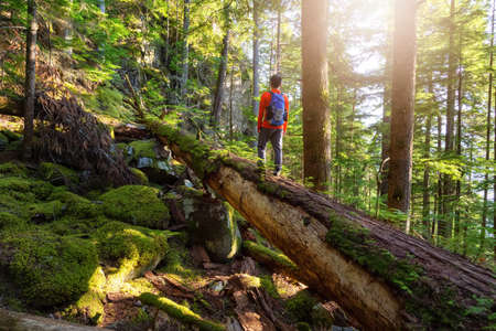 Adventurous Man hiking on a fallen tree in a beautiful green forest during a sunny summer evening. Taken in Squamish, North of Vancouver, British Columbia, Canada.の写真素材