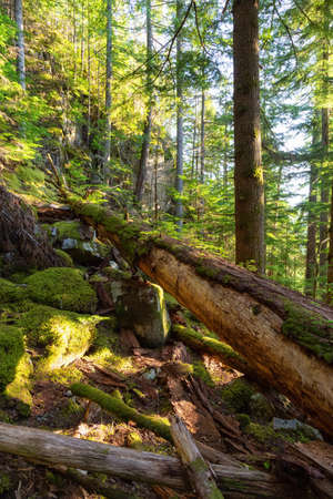 Beautiful green forest during a sunny summer evening. Taken in Squamish, North of Vancouver, British Columbia, Canada.の写真素材