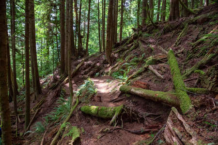 View of Juan de Fuca Hiking Trail during a sunny summer day. Taken near Port Renfrew, Vancouver...