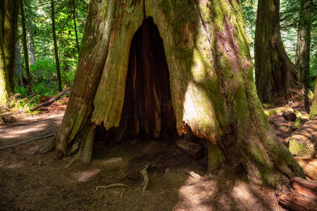 Beautiful View of Hollow Cedar in the Rain Forest during a vibrant sunny summer day. Taken in MacMillan Provincial Park, Vancouver Island, British Columbia, Canada.の写真素材