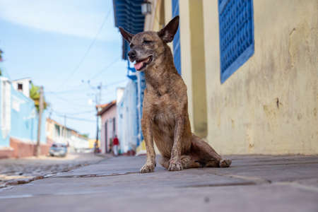 Poor, unwanted, homeless dog in the Streets of Old City of Trinidad, Cuba, during a sunny day.の写真素材