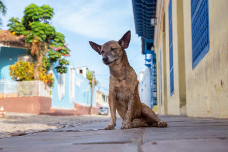 Poor, unwanted, homeless dog in the Streets of Old City of Trinidad, Cuba, during a sunny day.の写真素材