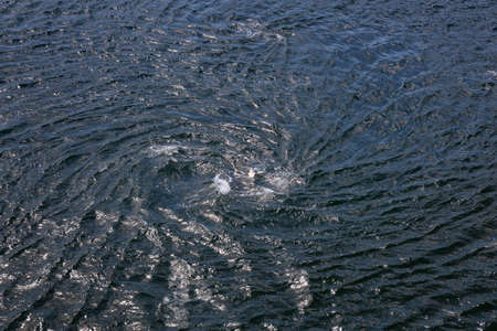 Dangerous whirlpool currents caused by tides in the Gulf Islands near Vancouver Island, British...