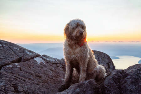 Cute and Adorable Dog, Goldendoodle, is on top of a Mountain during a sunny summer sunset. Taken on St Mark's Summit, West Vancouver, British Columbia, Canada.の写真素材