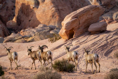 A family of female Desert Bighorn Sheep in Valley of Fire State Park. Taken in Nevada, United...