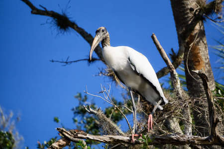 Wood stork sitting in on a tree. Taken in Everglades National Park, Florida, United States.の写真素材