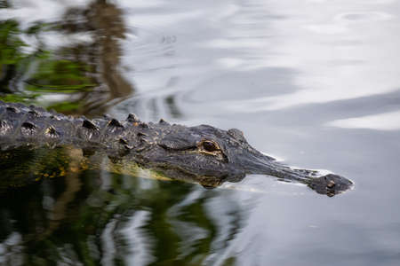 Alligator laying in water. Taken in Everglades National Park, Florida, United States.