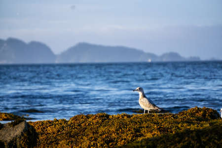 Birds on a rocky shore during a sunny summer evening. Taken in Port Hardy in Vancouver Island, British Columbia, Canada.の写真素材