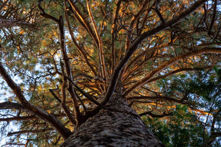 View of a large tall tree in Yosemite National Park, California, United States.の写真素材