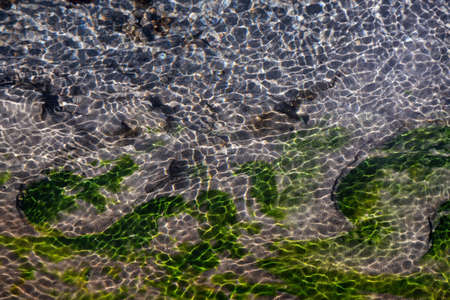 View of colorful grass in a river of natural Hot Springs at Hot Creek Geological Site. Located near Mammoth Lakes, California, United States.の写真素材
