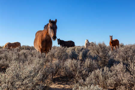 Beautiful group of Wild Horses in the desert of New Mexico, United States of America.