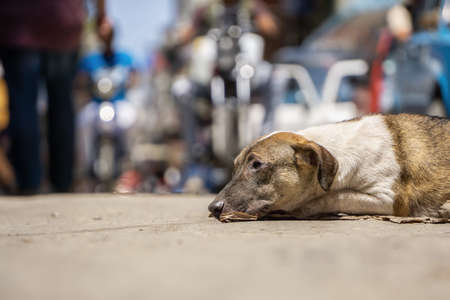 Poor, unwanted, homeless dog in the Streets of Old Havana City, Capital of Cuba, during a sunny day.