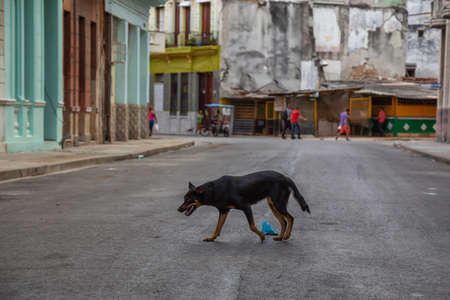 Homeless dog running in the Streets of Old Havana City, Capital of Cuba, during a sunny morning.の写真素材
