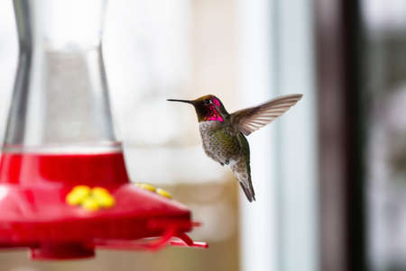Small Little Colorful Bird, Colibri, is drinking in the garden. Taken in Vancouver, British Columbia, Canada.の写真素材