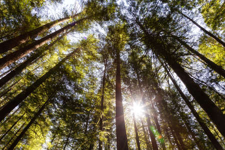Beautiful View looking up the Rain Forest during a vibrant sunny springtime day. Taken in Squamish, near Vancouver, British Columbia, Canada.の写真素材